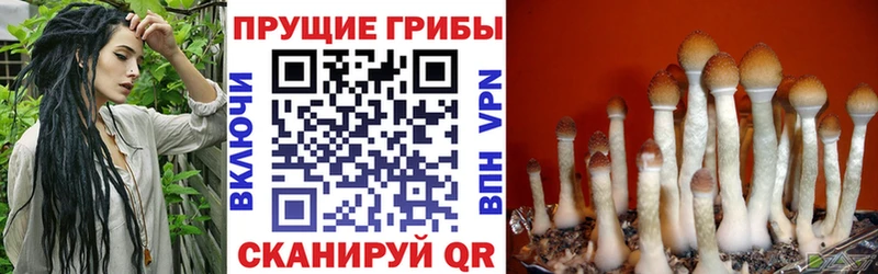 даркнет сайт  Железногорск  мега ссылка  Галлюциногенные грибы GOLDEN TEACHER 